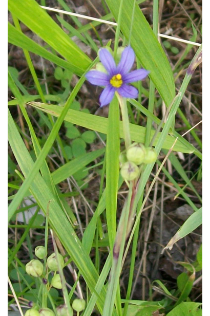 Sisyrinchium